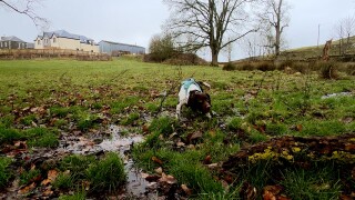 Springer spaniel Kilo at work