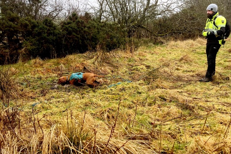 Cocker spaniel Mylo tracks down a leaking water main