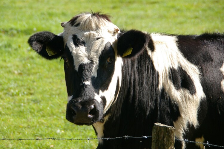 Cows produce around 2kg of methane a week, coming out at both ends
