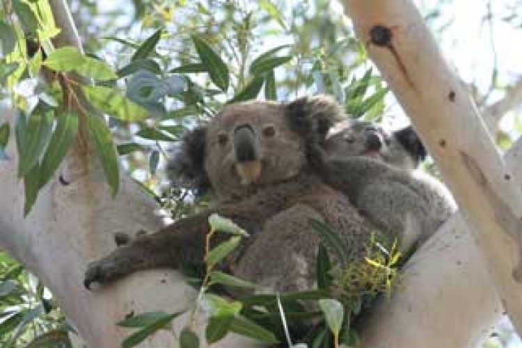 Koalas live along the corridor